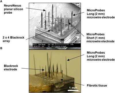 3D Reconstruction of the Intracortical Volume Around a Hybrid Microelectrode Array